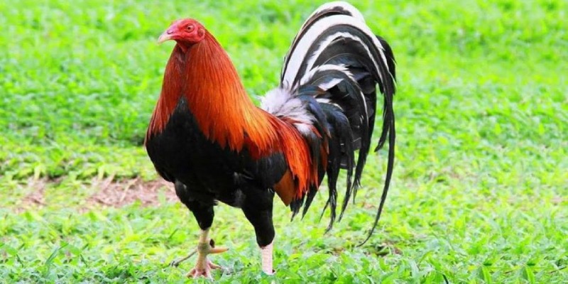 Gà Mỹ đá cựa sắt hay nhất không nên bỏ qua